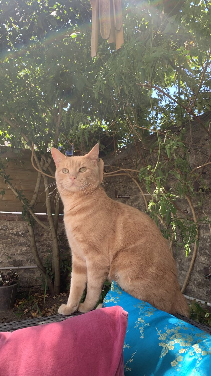 jadegpl's tweet photo. hi twitter
je n’ai pas vu mon chat Suna depuis vendredi soir🥺
il a une grande corpulence, des yeux verts clairs, un poil très épais et doux
c’est un mâle castré d’1 an et demi, pas du tout craintif et très câlin
secteur gare/quartier bootz à #laval 
#chatperdu #Rtapprecies https://t.co/veXZOyHNXn