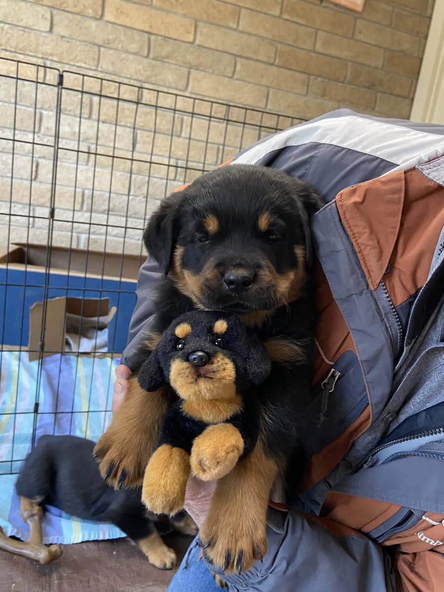 Terri8A's tweet photo. Baby Baxter comes home in February. Won’t be baby sized for long…. #rottweilers https://t.co/o9uNCrvqOv