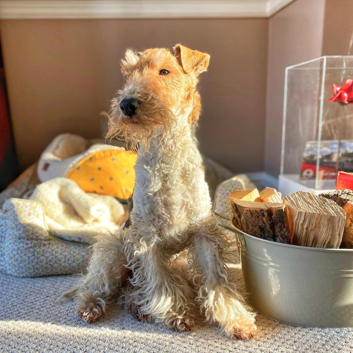 CuteDogsCity's tweet photo. Scruffy dog enjoying sun puddle 🐶☀️👌
#scruffydog #DogsofTwitter #dogs #scuffy https://t.co/2KQKrtvoCo