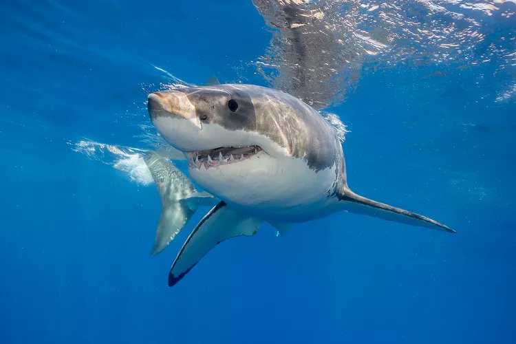 SHaRKxym_artea's tweet photo. Shark 🦈💖

I like this✨ https://t.co/Y3M2Ly61NG