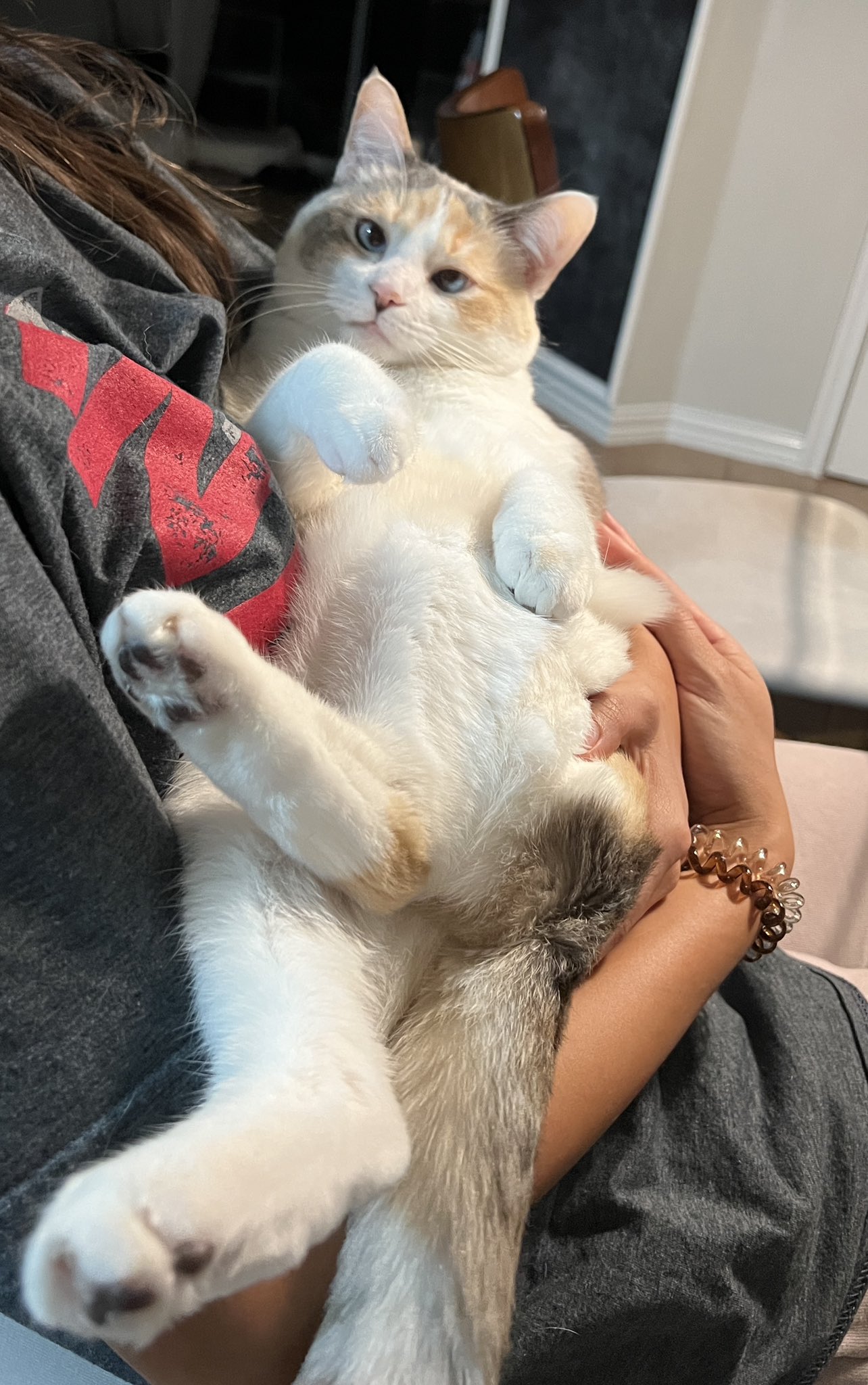 Panko A. Cat’s Mom on Twitter "Baby hold time https//t.co/lyq972yctW