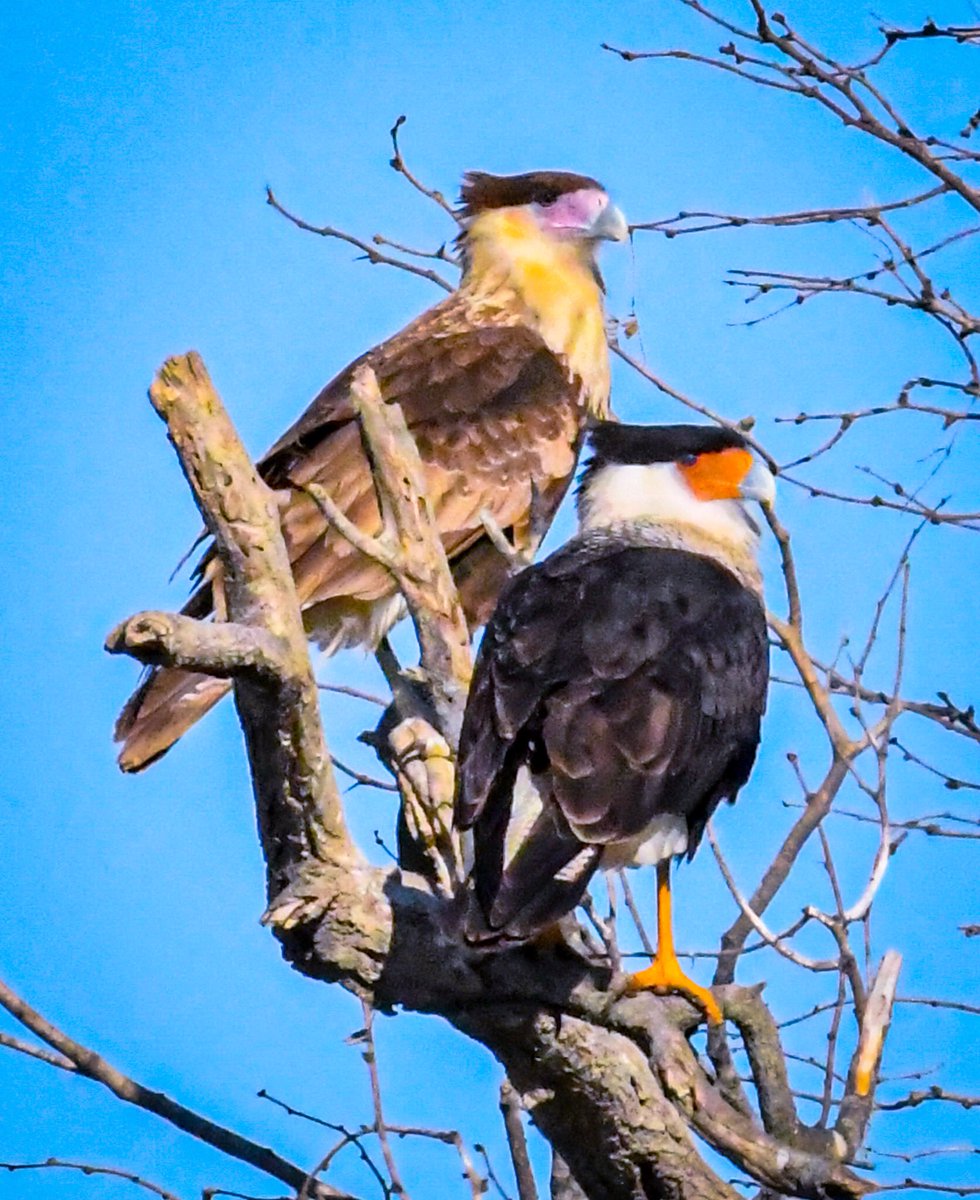 LanceWinter's tweet photo. Hiking yesterday, just outside Lockhart, TX, (BBQ HQ) I photographed this pair. Did you know although it looks like a long-legged hawk the Crested Caracara is actually a falcon. @TPWDnews @NikonUSA @USFWSBirds @USFWS @HoustonAudubon #BirdsOfTwitter #birding #birds #nature https://t.co/IBYQjKY1XK