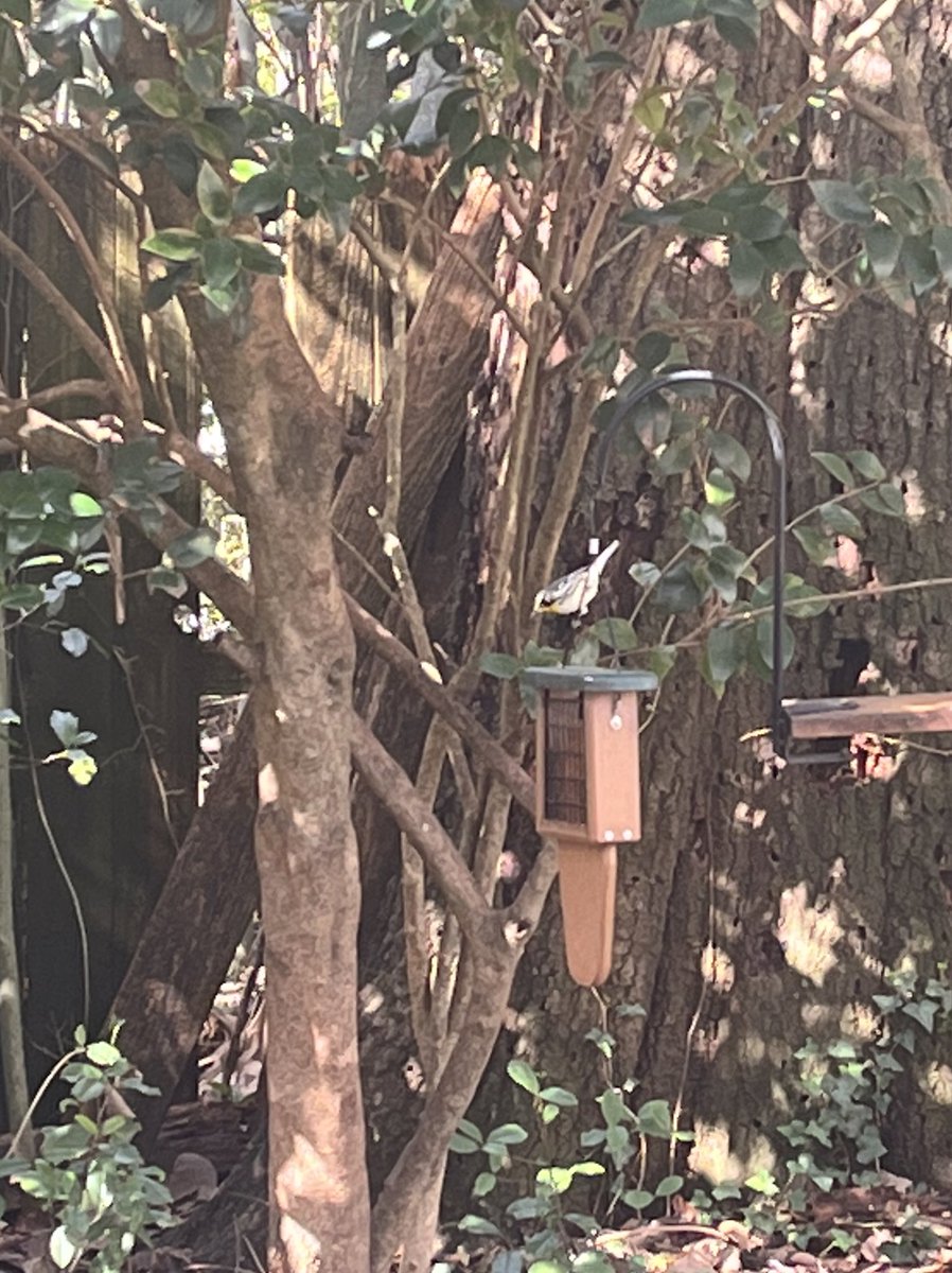 Sarah Kettelkamp 💤 tweet media