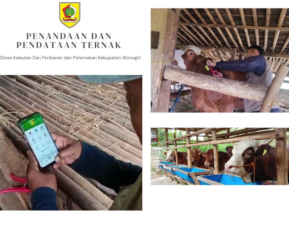 Penandaan dan Pendataan Ternak Sapi Dinas Kelautan dan Perikanan dan Peternakan Kabupaten Wonogiri.

Keputusan Menteri Pertanian Republik Indonesia Nomor 559/KPTS/PK.300/M/7/2022 tentang Penandaan dan Pendataan Hewan   adapun penandaan yang digunakan pada ternak sapi.