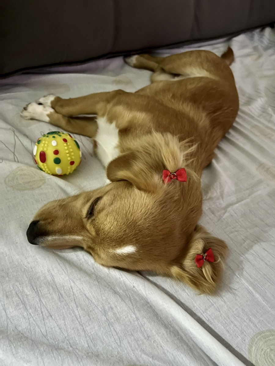 mariicmrg's tweet photo. todo dia eu agradeço pela vida dessa coisinha aqui ❤️‍🔥🥺 https://t.co/0Q6nQP9Phr