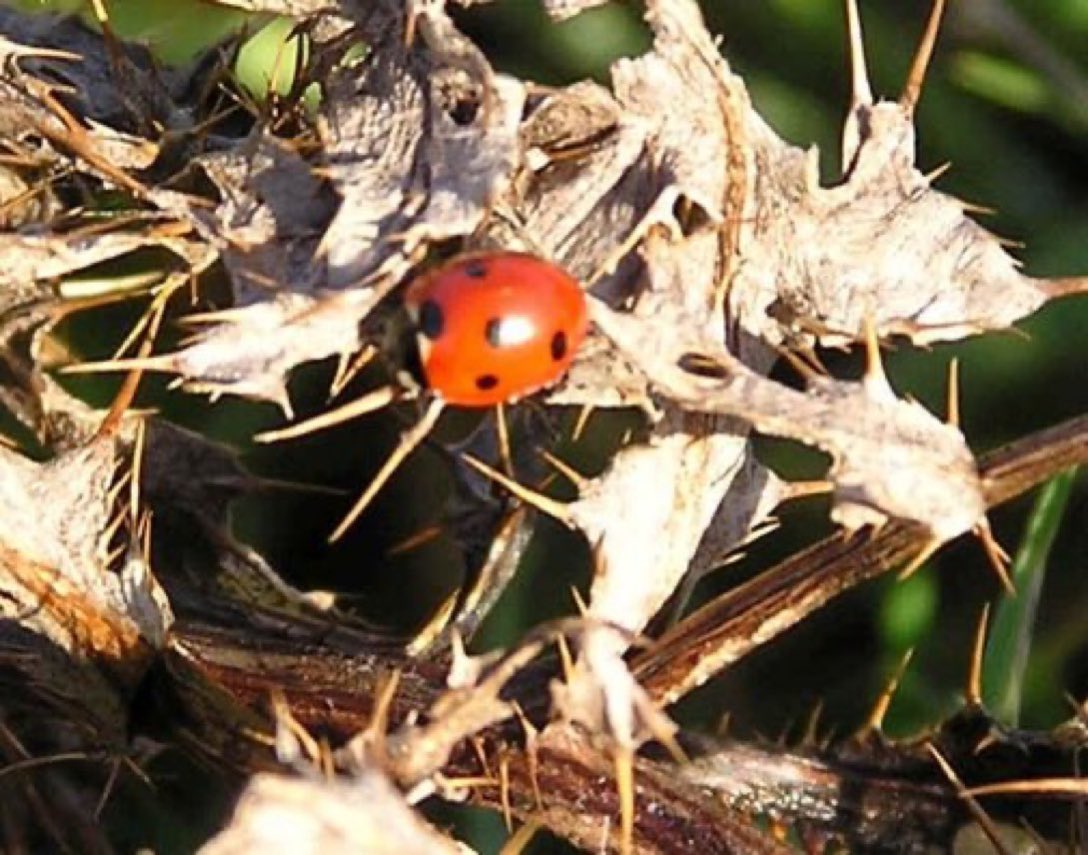 By being less tidy in your garden, and leaving dead and hollow stems of plants unpruned over the winter, you'll be providing shelter for hibernating insects, including ladybirds, during the colder months 🐞