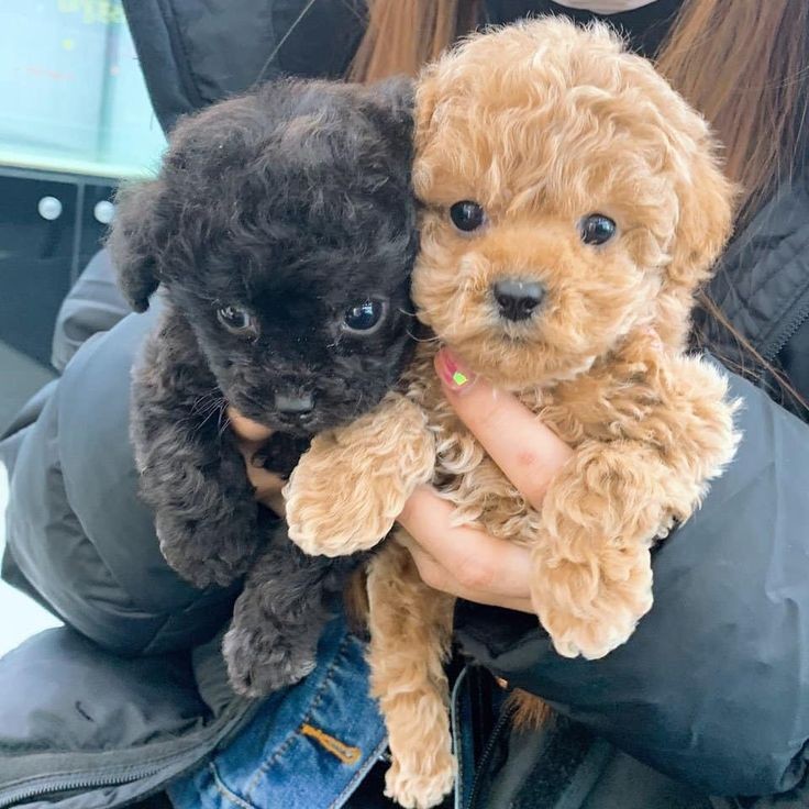 gidlecafee's tweet photo. ʕ•ᴥ•ʔ new order ʕ•ᴥ•ʔ
order: light coke
for: @YuqiRideOrDie
from: haku and mata @G_I_DLE
message: “Hope you doing well n happy, be safe always ♥️✨” https://t.co/9rvaZcszzS
