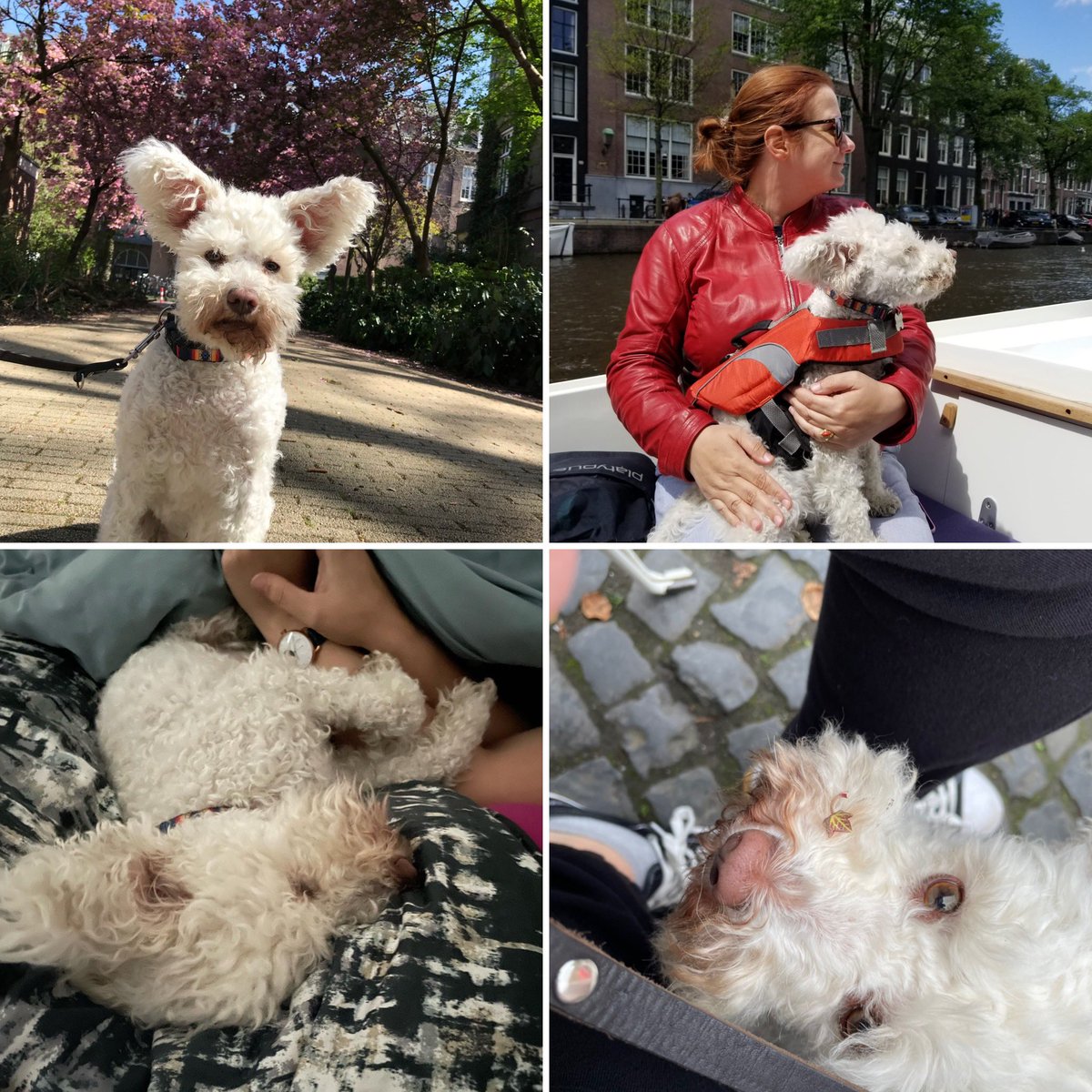 ohblessmyheart's tweet photo. Today we had to say goodbye to our best friend too soon. I was #notadogperson until she came into my life and now I don’t know how we’ll manage without her. 🤍 you, Scully https://t.co/zxGQyfNO5D