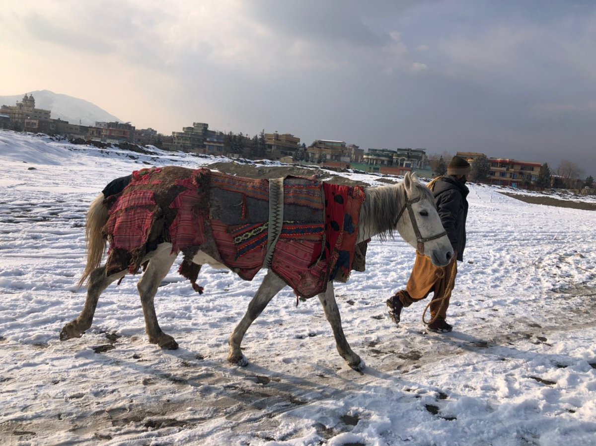 PenFarthing's tweet image. Our @Nowzad team are working relentlessly in Kabul to support the local community with their #workinganimals in absolutely horrendous conditions.
This #horse is pregnant and now on her way to #nowzad for shelter &amp;amp; care. Your #donations make the difference 🙏🏼