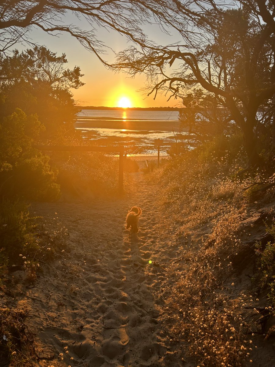 sktrickett's tweet photo. Cracking couple of days down the beach. Fletch is proving to be the perfect dog. https://t.co/gTn8EKl3Fp