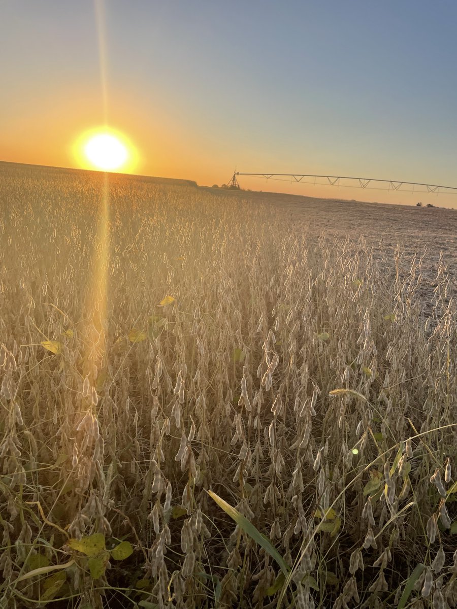 Kansas Soybean tweet media