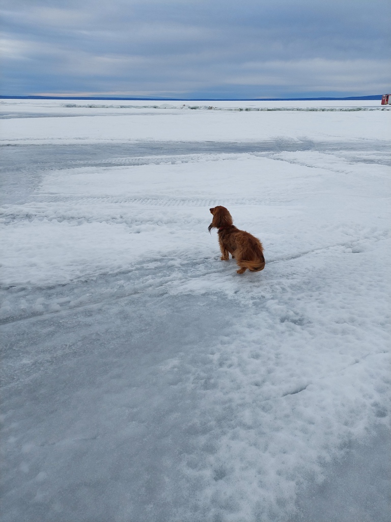 abLSWC's tweet photo. Be sure to practice all the ice safety precautions if you plan to go out on the ice this winter! Phil always makes sure his posse knows where he is during field work season! #abwater #watershedwiener #phildog #mascot #icesafety https://t.co/EJomwmqvIq