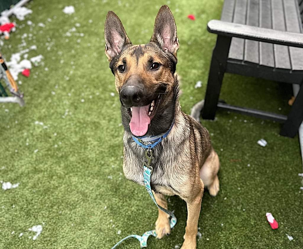 MyBoxerLuvMac1's tweet photo. 💔Bosner💔
#NYCACC #159768 2y
▪️To Be Killed: 1/24💉
Sweetheart German Sheperd, found tied 2 lamppost by police. Underweight + anxious, warms well w slow approach. Friendly, social + gd w dogs! Shelter stressed +needs loving, N.East #Adopter/#Foster, 2 shine. Pls #pledge
💕Bosner https://t.co/VMZSVfDJvS
