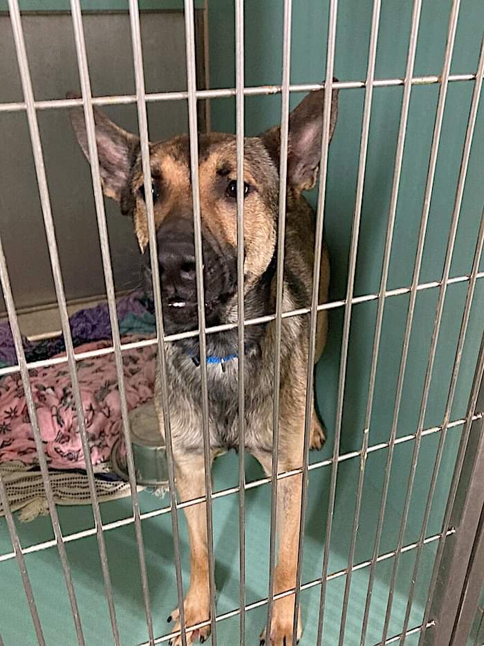 MyBoxerLuvMac1's tweet photo. 💔Bosner💔
#NYCACC #159768 2y
▪️To Be Killed: 1/24💉
Sweetheart German Sheperd, found tied 2 lamppost by police. Underweight + anxious, warms well w slow approach. Friendly, social + gd w dogs! Shelter stressed +needs loving, N.East #Adopter/#Foster, 2 shine. Pls #pledge
💕Bosner https://t.co/VMZSVfDJvS