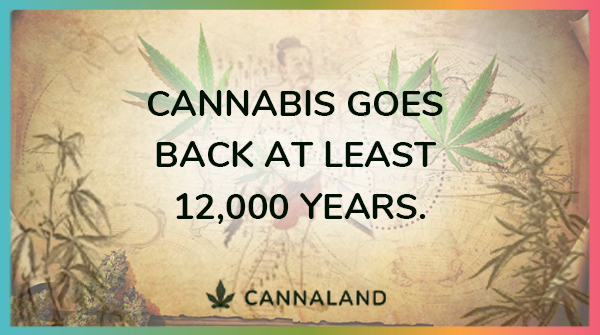 TheCannaland's tweet photo. DID YOU KNOWโ๏ธ
This means that cannabis is one of mankindโs oldest crops, according to the book Marihuana: The First Twelve Thousand Years by E. L. Abel. #cannabis https://t.co/WQuryKFxBW
