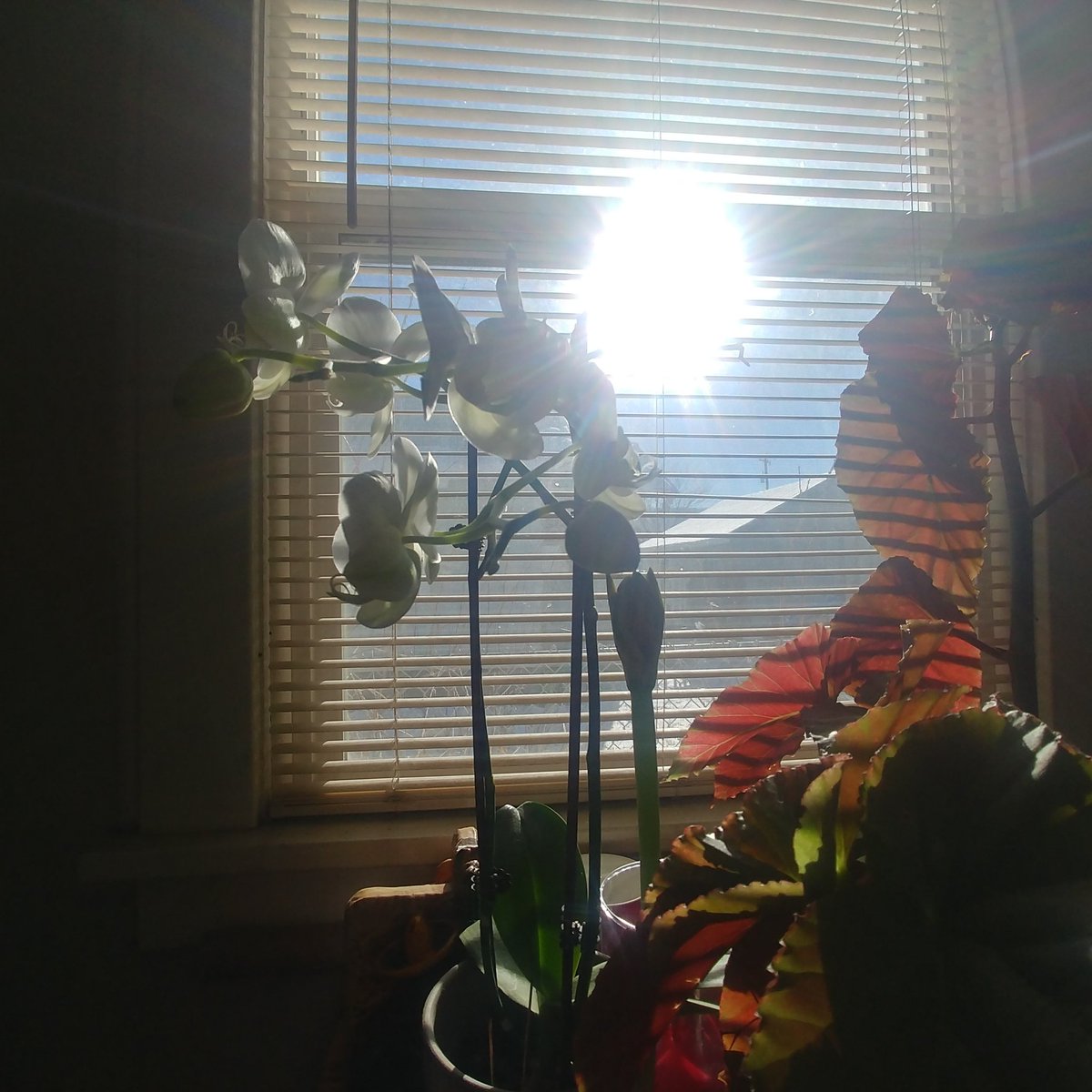 House plants enjoying the extra light reflected off the snow.
#WhiteOrchid 
#AngelWingBegonia
#Amaryllis