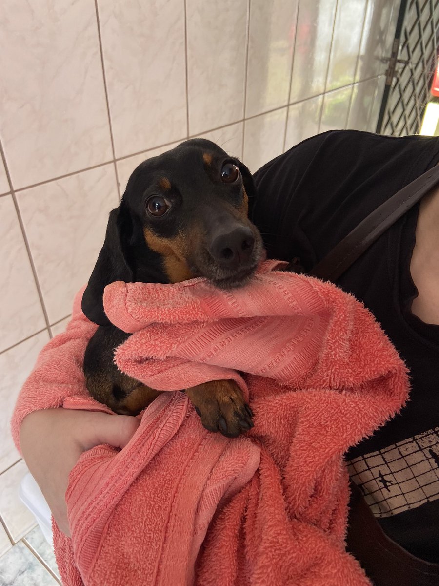 danielferaff's tweet photo. Dia de banho 🚿🐾 @salsichinhas https://t.co/OTbNsHPt0r