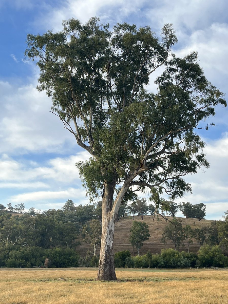 7am on this #thicktrunktuesday #eucbeaut #Eucalyptuscamaldulensis