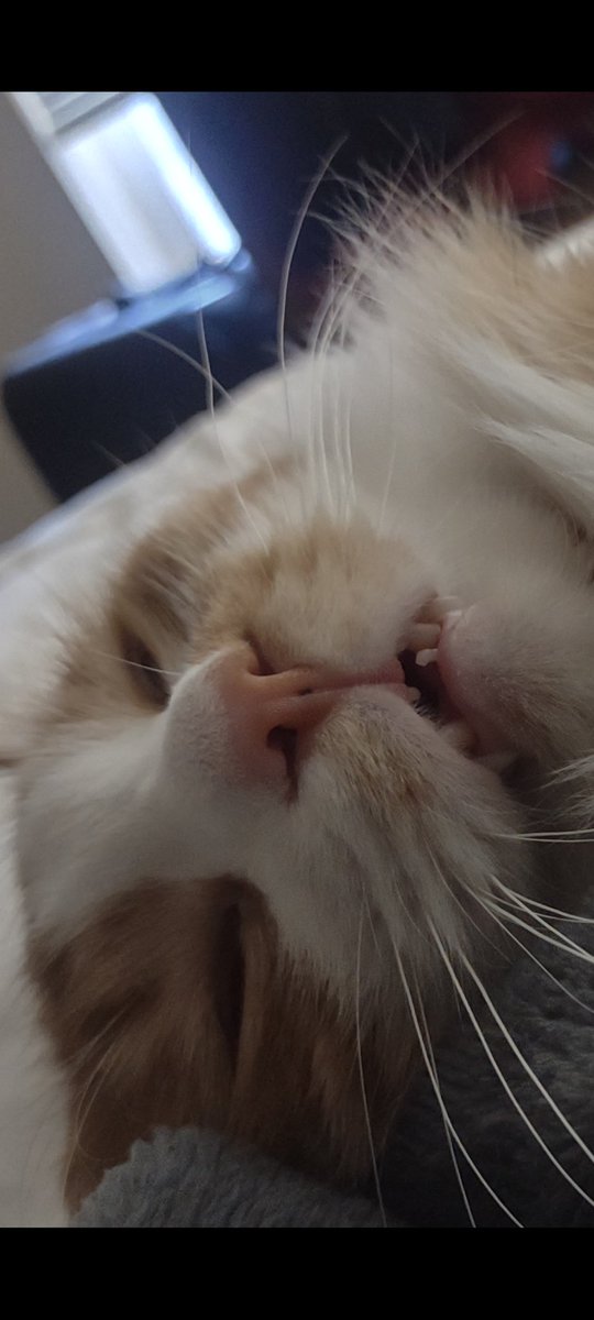SirPeeshe's tweet photo. @TweetsOfCats https://t.co/TUTQWNArDN