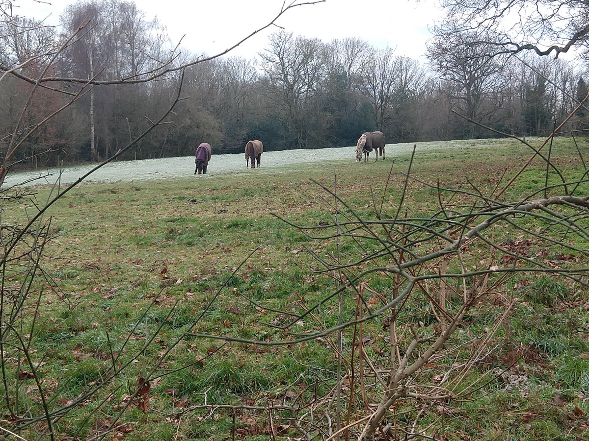 FisherPeter's tweet photo. Nice to see the horses looking snug in a field bordering #MillMeadows. The dogs, of course, went mad, especially when the 4th one came over to see what all the fuss was about. #TodaysWalk https://t.co/LVOrUhyXdC