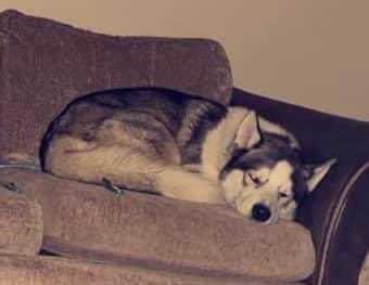 rosiedoc666's tweet image. MISSING #HORDEN #SR8

🚨Both dogs missing from the Horden area. Last seen at the #trainstation. #Railways have been alerted

If you see them please contact the owner in the link below 

facebook.com/Jamieson.tamzi…

@HordenCWFC @HordenCC @PeterleePolice @PCC_Peterlee @sunderland_hour