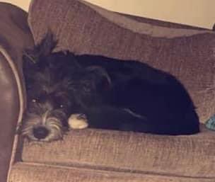 rosiedoc666's tweet image. MISSING #HORDEN #SR8

🚨Both dogs missing from the Horden area. Last seen at the #trainstation. #Railways have been alerted

If you see them please contact the owner in the link below 

facebook.com/Jamieson.tamzi…

@HordenCWFC @HordenCC @PeterleePolice @PCC_Peterlee @sunderland_hour