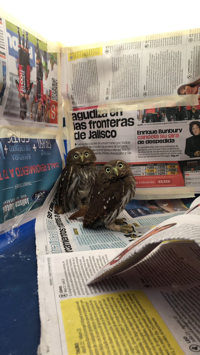 Jesus5Eco's tweet photo. @AURORAmusic thanks for deciding to come to Guadalajara, Mexico! I know you’re pretty aware and interested in nature and its conservation, we would like to invite you to set free some rescued wild animals during ur visit. 🌎🌱🦌🦉https://t.co/oTcmgO7axh https://t.co/wr84XfvH8p