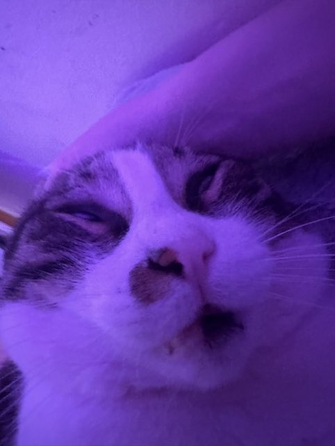 Cats with their heads held back (@catsheld) on Twitter photo 