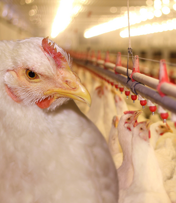 Nearly a year after it began, the worst avian-influenza outbreak in U.S. history is continuing to decimate poultry flocks across the Midwest and Colorado, frustrating efforts to keep the virus from affecting the nation’s egg prices and supply. 
supplychainscene.org/resources/news…