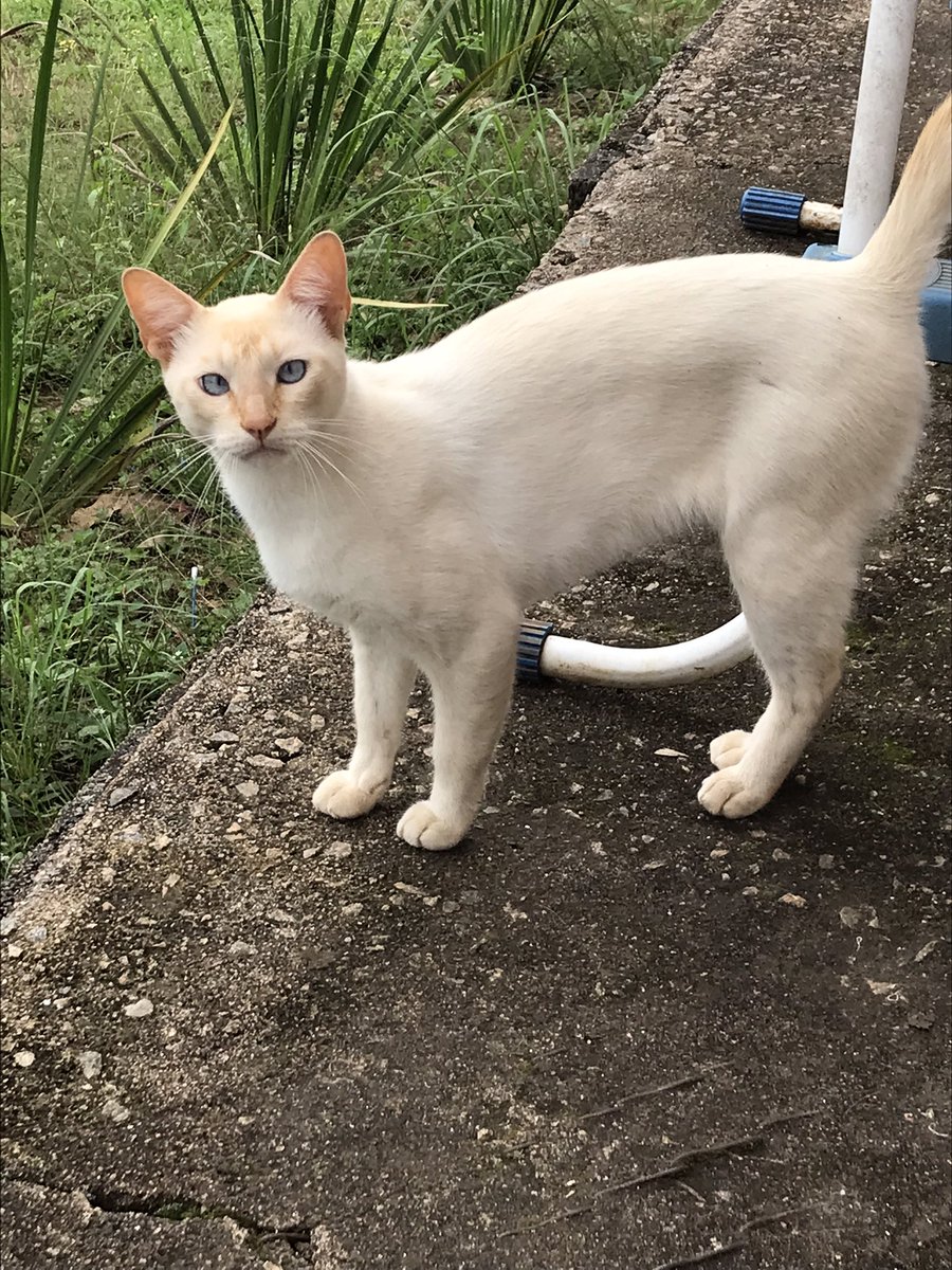 cs_vih's tweet photo. gato vesgo🫶🏼💕 https://t.co/6pVFObO25N
