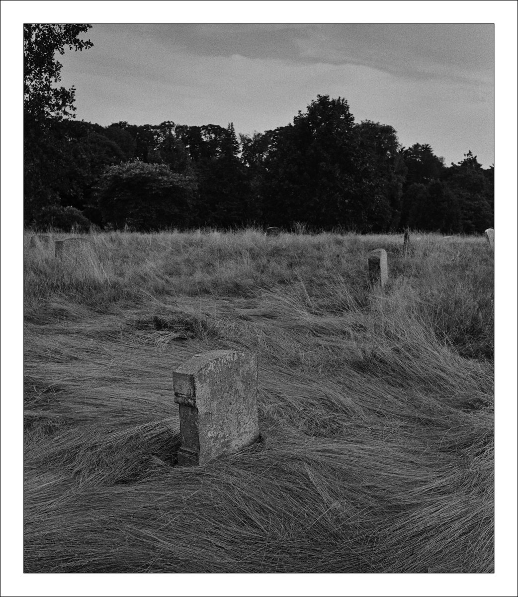 makebrooklyn's tweet image. A shot in a less traveled part of the cemetery at the end of summer. Shot with a #CanonP #rangefinder on #kodak #TMax400 #BlackAndWhite #Film

#photography
#filmphotography
#KodakTmax400
#filmisnotdead