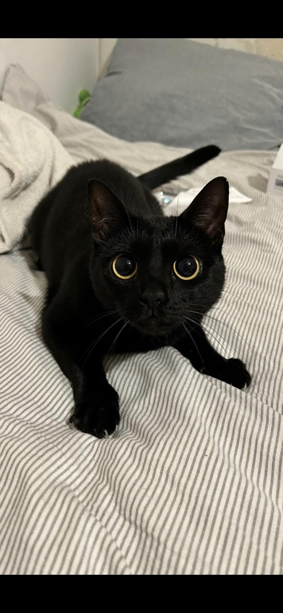 michaelscat2's tweet photo. Game on https://t.co/pMDqiutLuN