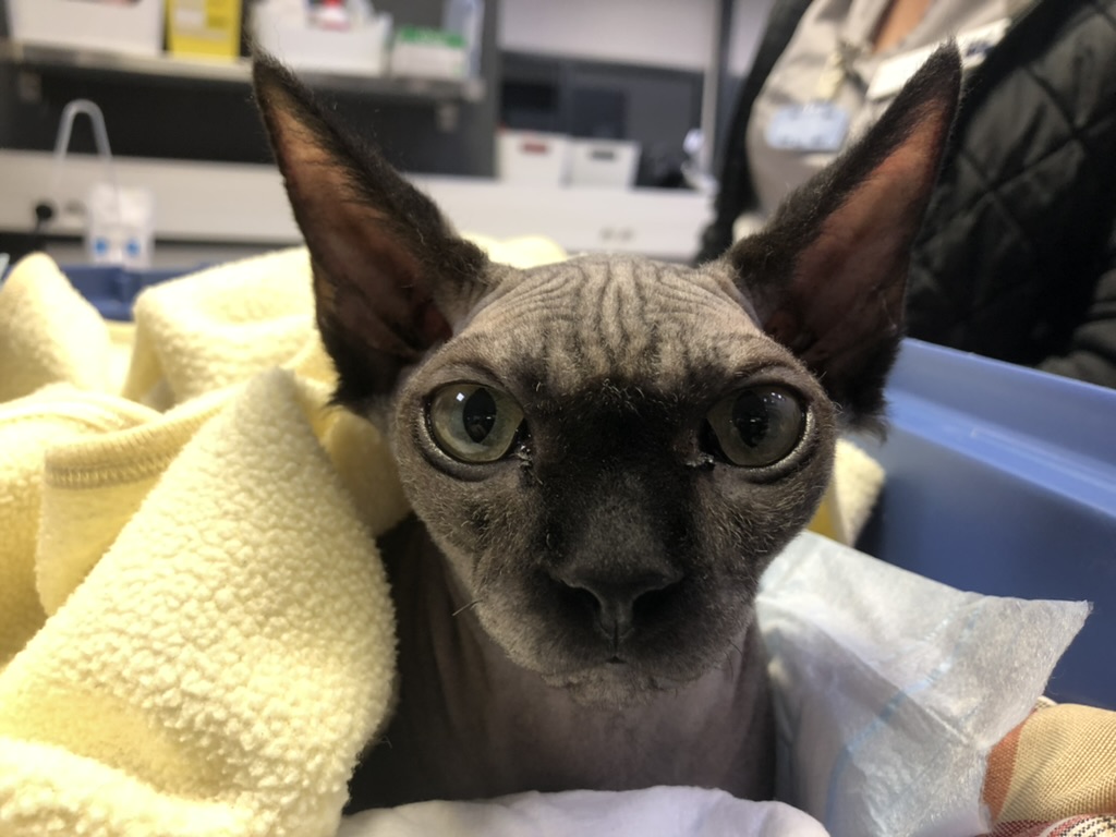 Poor little Toscane was suffering from chronic diarrhoea which was not responding to various types of treatment. He underwent a faecal transplantation and this resulted in a marked improvement. Read Toscane's story here: yourvetspecialist.org/case-study/tos…