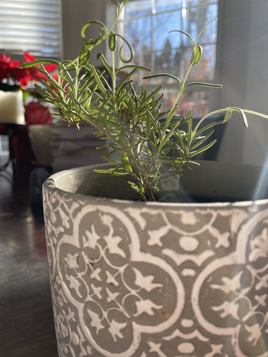 Ever tried to overwinter rosemary? How did it go? This #herb can be a challenging one for many, but it’s so nice to have growing fresh at home. #homegrownfood #deliciouslandcape #lekker #canadianwinter