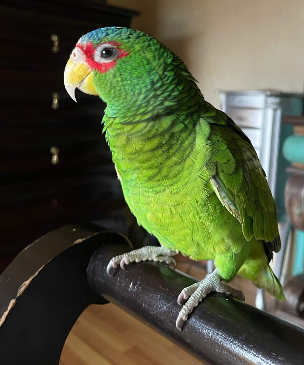 🆘 ALERTA PAJARUNA🆘

Se extravio en la colonia Las Delicias en Guaymas, si alguien lo escucha por ahí es el    🐦'papi bolo'.

Favor de  reportarlo al: 
📱6221186374.

COMPARTE 👇