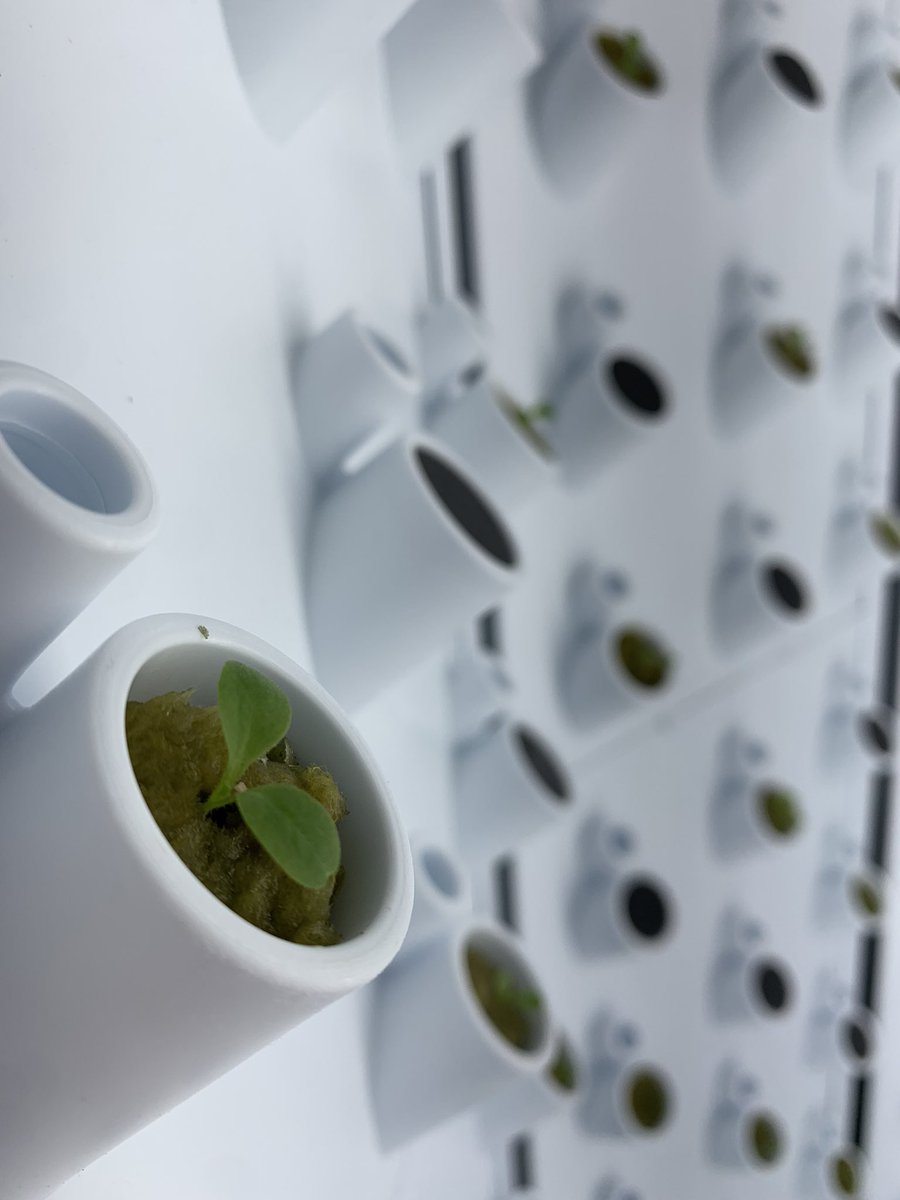 MrsMMurph's tweet photo. Students at @DCEMS67 planted our green star and romaine seedlings in our @ForkFarms unit today! Kids are so excited to harvest lettuce in 3-4 weeks. Again, huge thanks to Greenheck Foundation, Delta Dental, and the Everest Foundation for the grant money that made this possible! https://t.co/OPkaKYM7qh