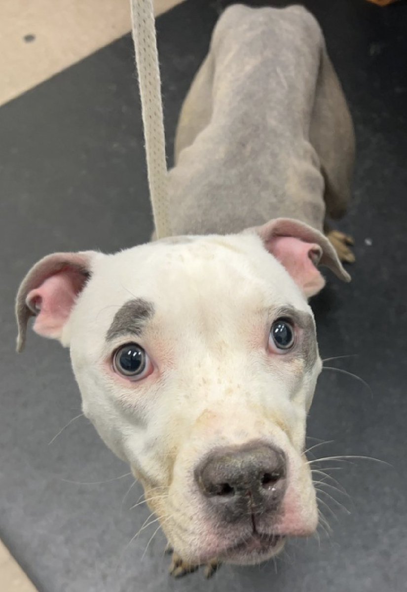 💔Alliya💔
#NYCACC #162216 4y
▪️To Be Killed: 1/24💉
Sweetheart listed 2 die after 4 days, after owner became homeless. Neglected 👪pet's emaciated, poor coat+ wound on back. Total gem w A+ resume, gd w🐕, kitties +kids!
Needs loving, N.East #Foster, 4  security+ TLC.#pledge
💕Al