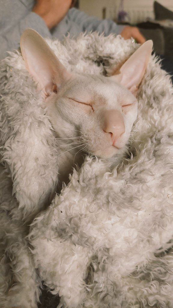 vavavooombaby's tweet photo. @Battersea_ Anyone would think it was cold out lol Gabe thinks its baltic when it drops below 20 degrees #CatsofTwittter  #CornishRex https://t.co/o0MnAn1HWy
