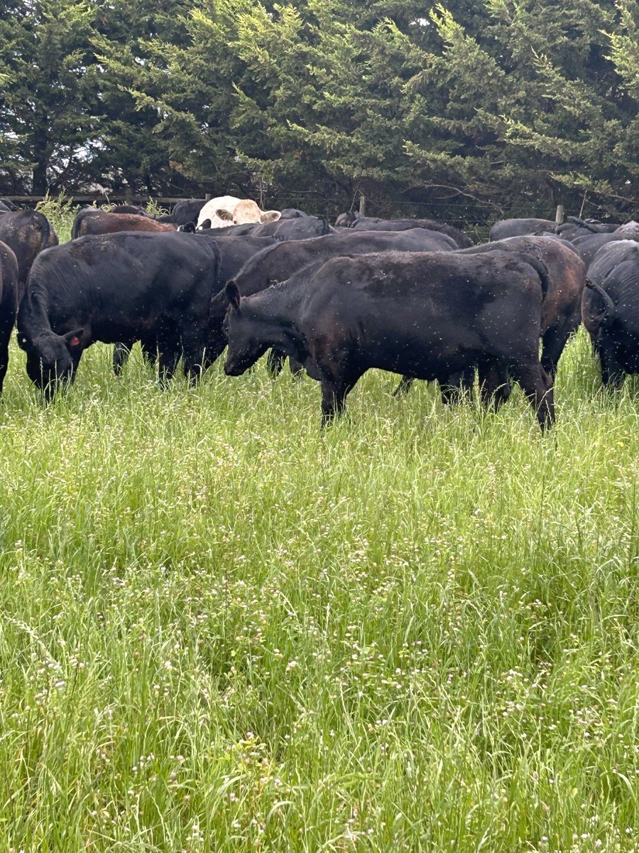 My old mate Dinner must know his time is nearly up, he keeps trying to hide 😂😂🥩🥩 #homegrowngrass fed 👌🏻