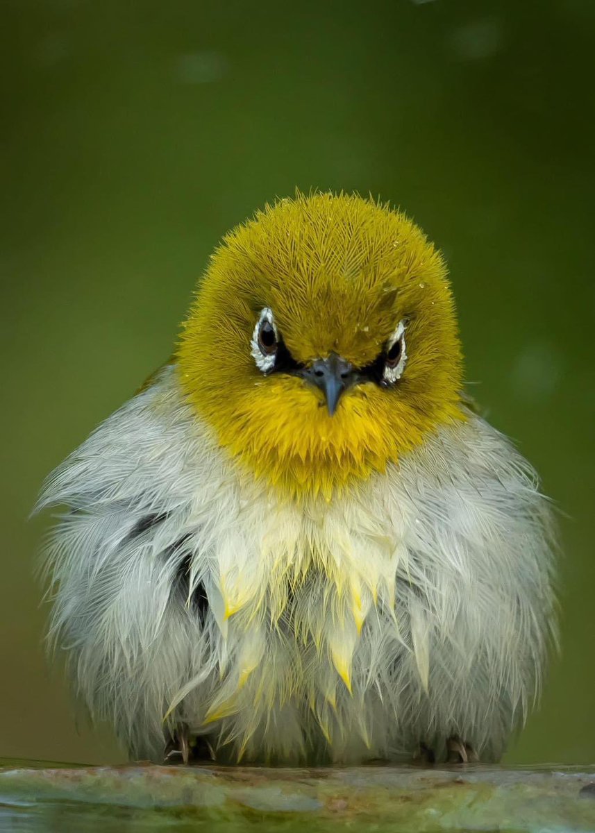 HANNIBAL BARCA (@notukalem) on Twitter photo 