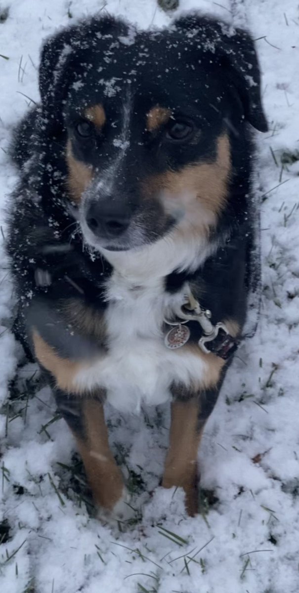 soxfanmimi's tweet photo. Gracie loves this snowy weather!🤍❄️#BorderAussie #CTWeather @NBCConnecticut @bobmaxon @_RachaelTV https://t.co/7ByIZRIUh7