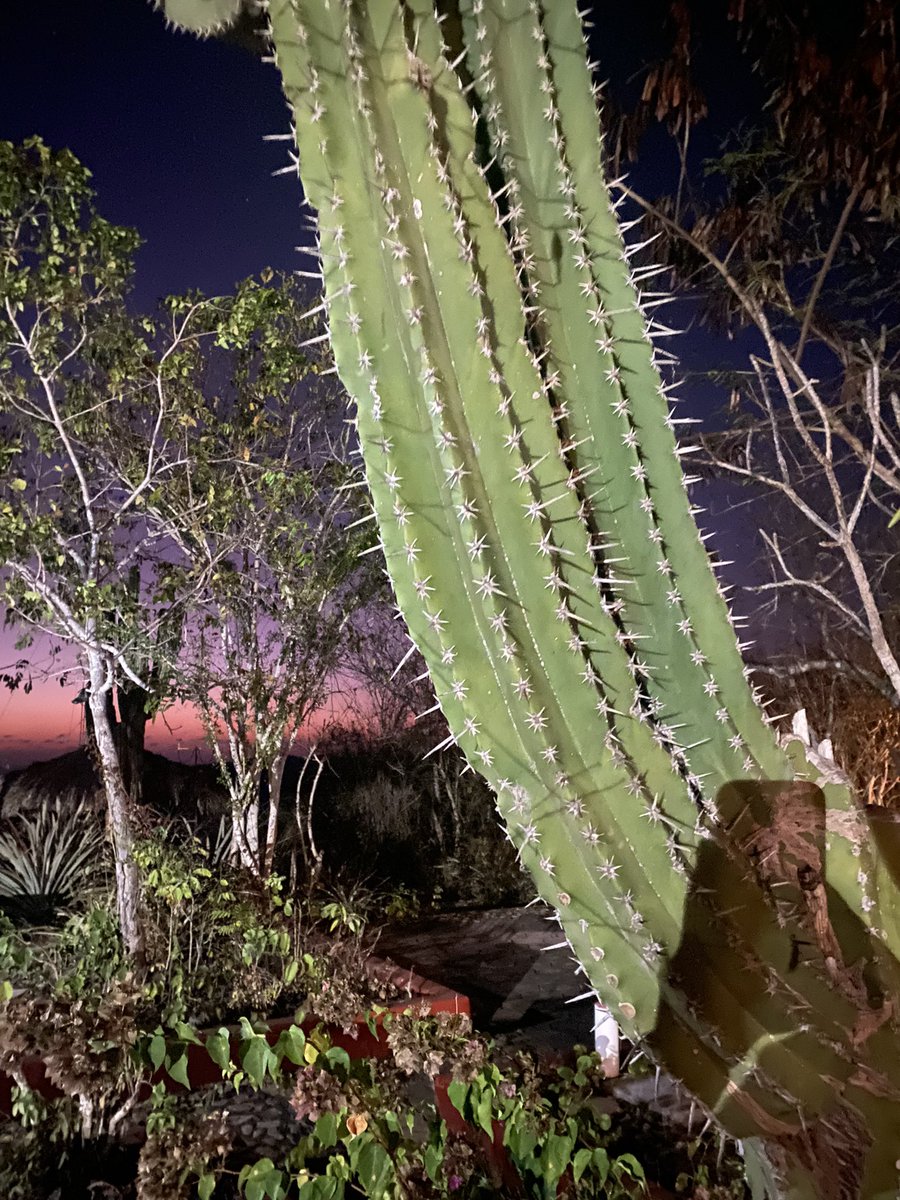 And that’s a wrap to #Chamela2023 #SSB2023- what an incredible experience the conference and week long immersive phylogenetics workshop was. Learned a lot, met an amazing group of people, and experienced unique flora/fauna. Huge thanks to everyone who made it happen!!