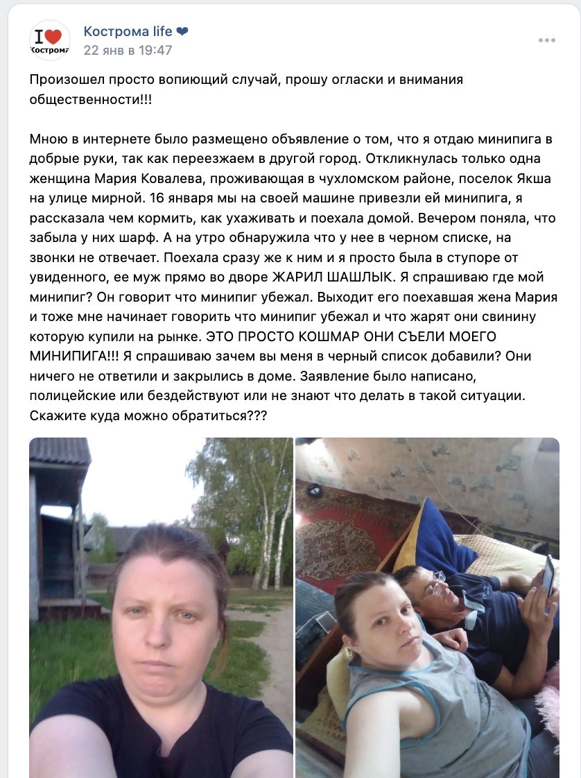 ilya_shepelin's tweet image. Пиздец!!

ну и комментарии просто атас: добрые костромичи шуткуют над зажаренным минипигом и потешаются над его бывшими хозяевами 
vk.com/wall-122663954…