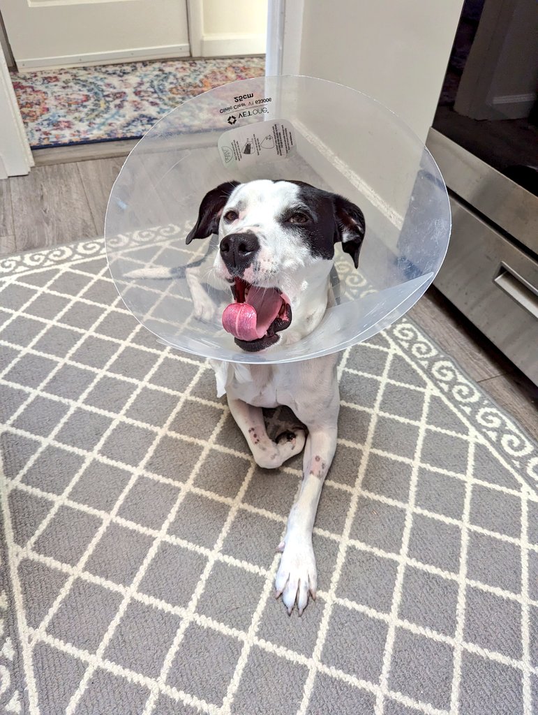 Joyce Lin tweet media