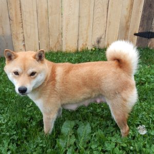 Gender:Female ￼
Sire:Sonny
Dam:Wanda
DOB:October 15th, 2022
Age:14 Weeks
Available:Available Now