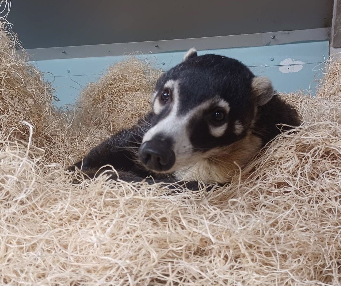 Creation Museum on Twitter: "White-nosed coatis like Sophie belong to