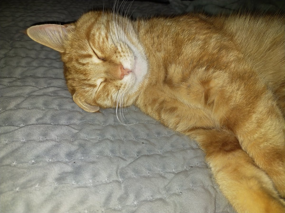 KjbPony's tweet photo. Looks like this one stole my side 🙄 #BedHogs #CatsOfTwitter #CuteCats "what do you mean I smile when I dream" 🥰 https://t.co/J84Iiag0Oo