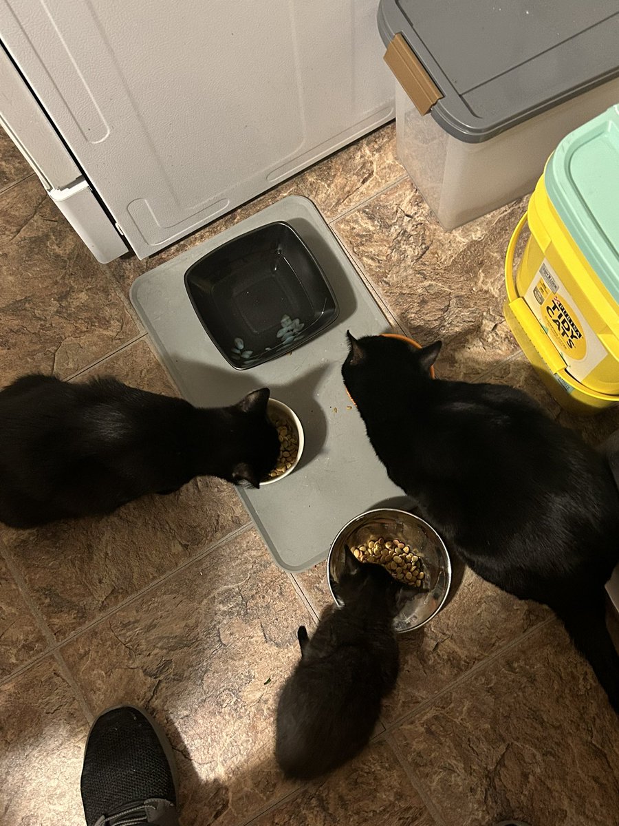 Sriracha_Cat's tweet photo. The three best friends that anyone can have!! https://t.co/bNwymP69cU