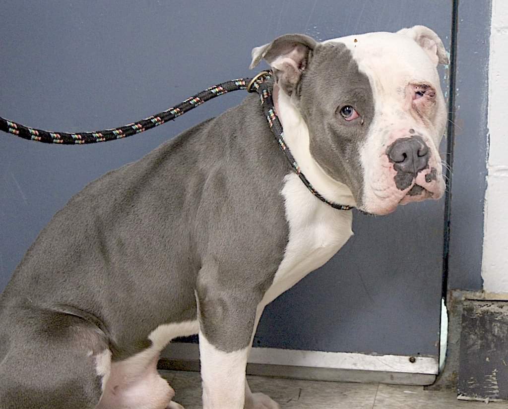 💔Waffle💔
#NYCACC #162336 4y
▪️To Be Killed: 1/24💉
Sweetie has eye injury not responding to tx, requires specialist.  Course scared +not feeling well! Altho prefers slow intros, a total snuggler! Needs loving, quiet, N.East #Adopter/#Foster, 4 MD +TLC, 2 decompress. #pledge
💕W