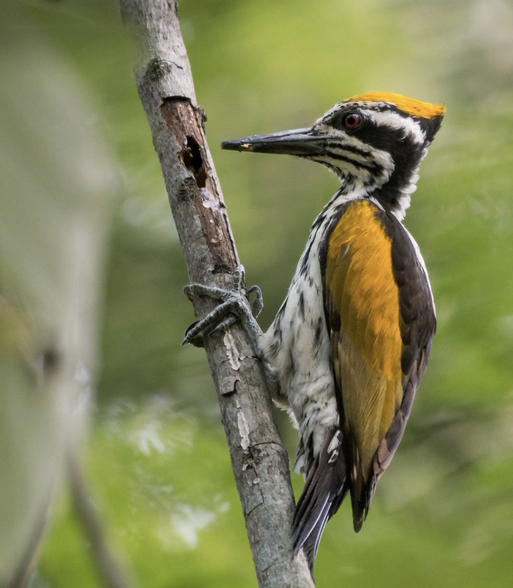I guess t’was hard bc we had 1 guess! And it came from <a href="/StephBirdArt/">Steph Thorpe 🎨 ✏️ 💙 (⧖)</a> who takes home the trophy🏆
And not for the first time!

Left a Greater Yellownape &amp; right a White-naped Woodpecker

Both colloquially Flamebacks!

And both found in India!

See ya Monday 4 more #GuessTheCrest